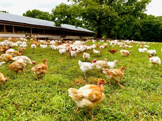 Cooks Venture, the chicken company with big dreams, eats up $50M