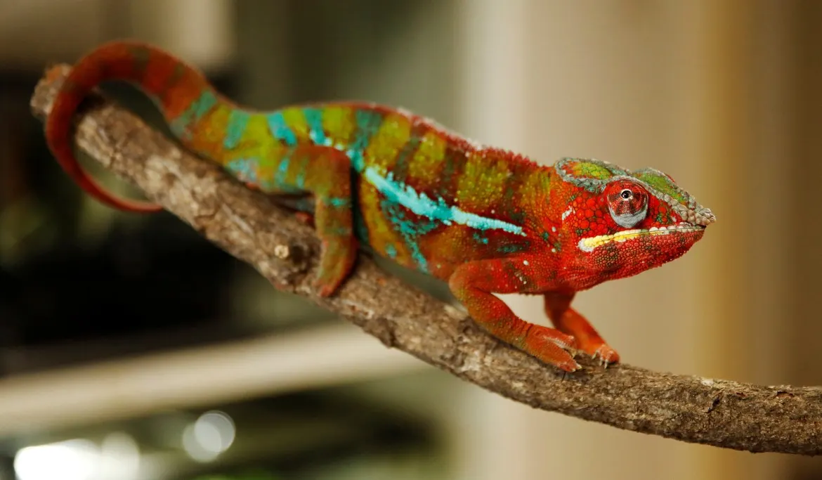 Chameleons on plaid, &c.