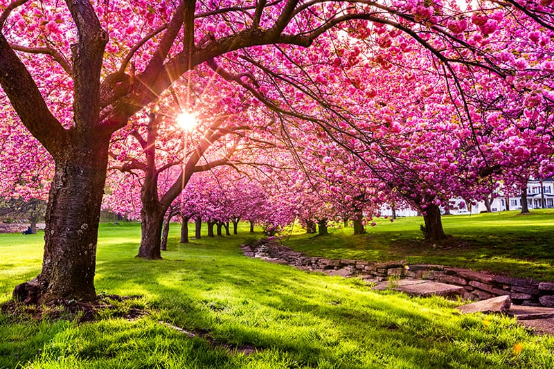 Apple Trees Plant : The Most Beautiful Bonsai Trees Ever | Womans Vibe : With almost 3,000 different palm tree va.