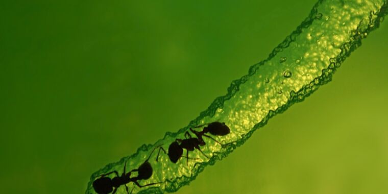 Study: Ants create stable tunnels in nests, much like humans play Jenga