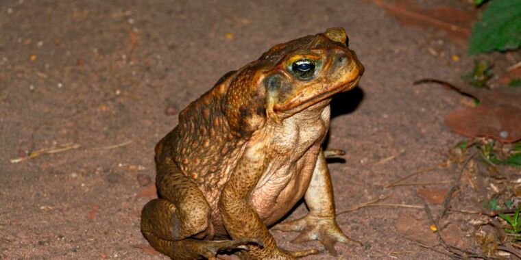 With nothing able to eat them, cane toads are eating each other