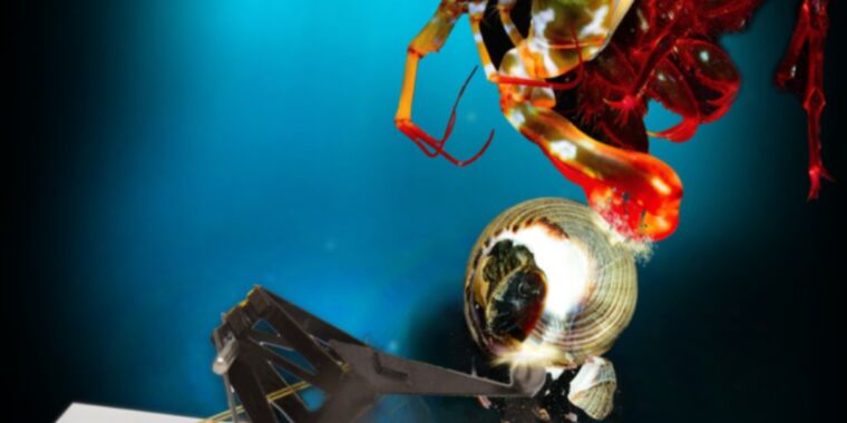 Scientists built a tiny robot to mimic the mantis shrimp’s knock-out punch