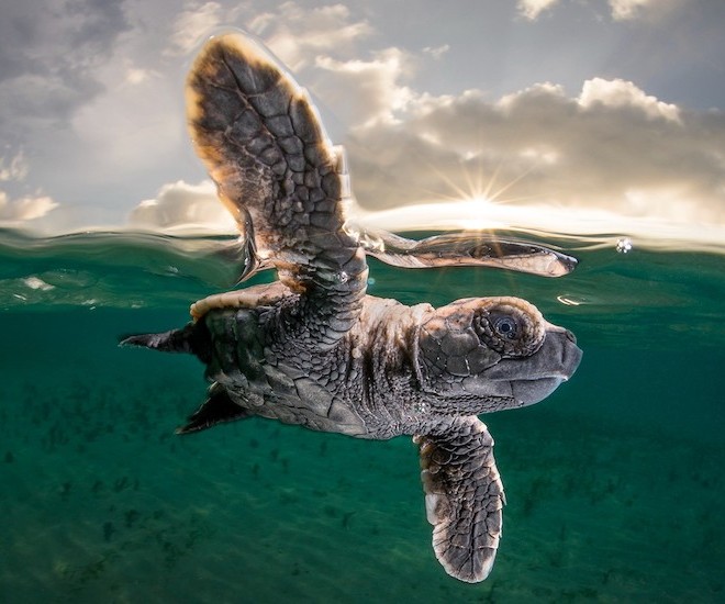 Blancpain Partners Ocean Photography Awards To Celebrate Biodiversity