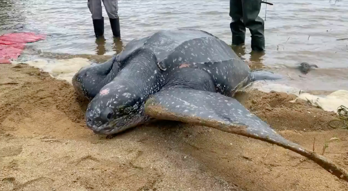 600-lb Stranded Sea Turtle Splashes Back Into The Ocean After Rescue