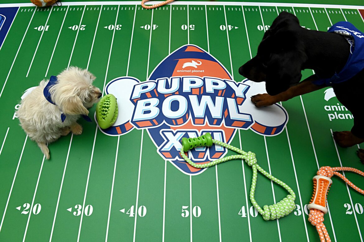 Puppy Bowl 2022 live stream: How can I watch online?
