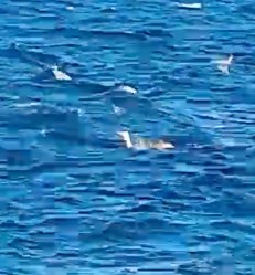 The horrific footage shows Nellist struggling against the massive shark.