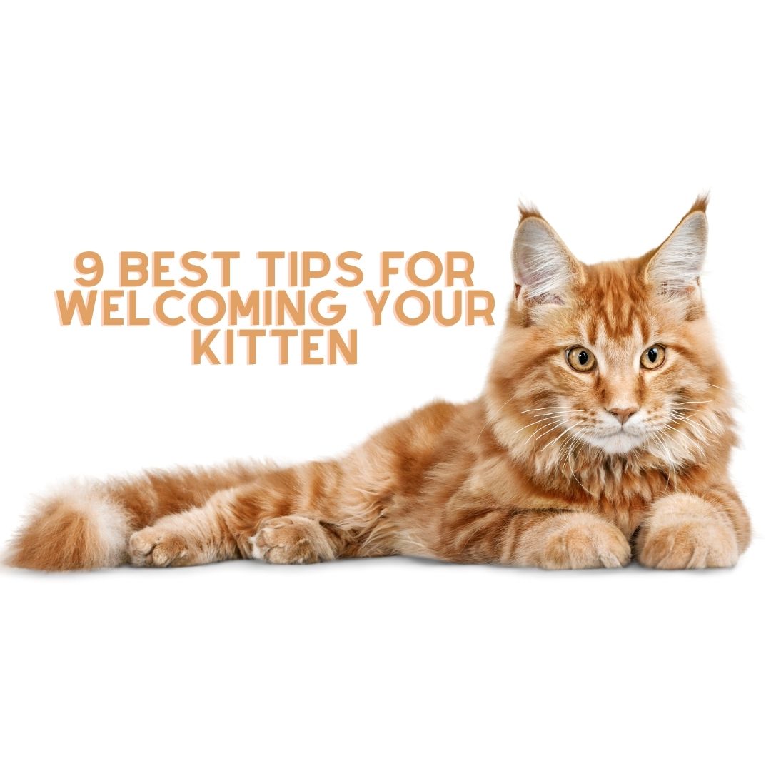9 Best Tips for Welcoming Your kitten