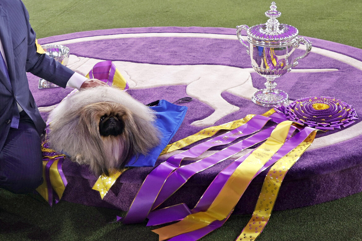 How to Watch Every Minute of the 2022 Westminster Dog Show Anywhere